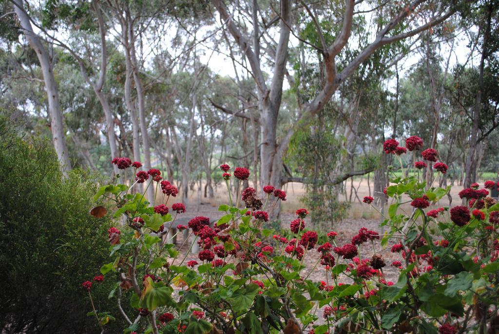 Padthaway Caravan Park Luaran gambar
